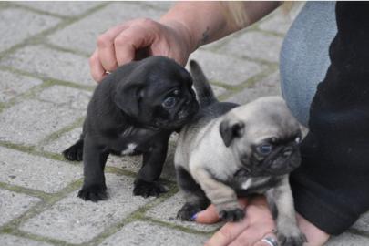 reinrassiger Mops Welpe