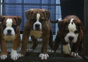Old Englische Bulldoggen Welpen suchen a