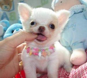 S��er Chihuahua-Welpen, ( 2 H�ndinnen un