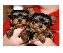 Yorkie Welpen verf�gbar