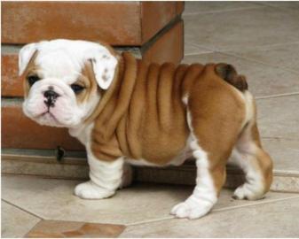 Niedliche englische Bulldoggen-Welpen
