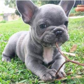 Entz?ckende franz?sische Bulldoggen zur