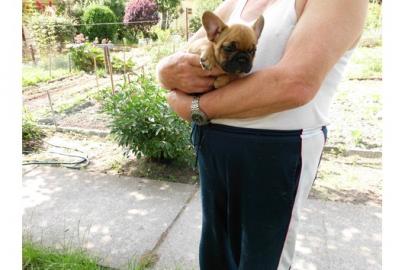 Franz�sische Bulldogge Welpen!