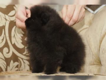Zucker S��e Zwergspitz/Pomeranian