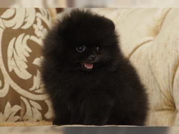 Zucker S��e Zwergspitz/Pomeranian