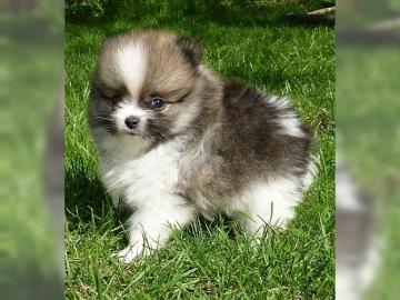 Zucker S��e Zwergspitz/Pomeranian