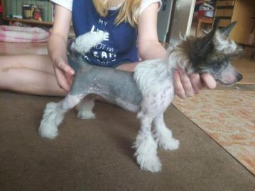 Chinesischer Schopfhund mit Papiere