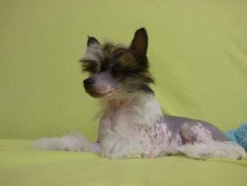 Chinesischer Schopfhund mit Papiere
