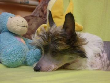 Chinesischer Schopfhund mit Papiere