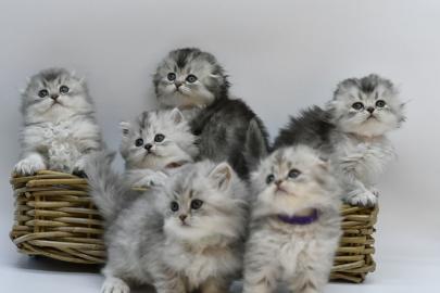 Erstaunliche Scottish Fold K?tzchen