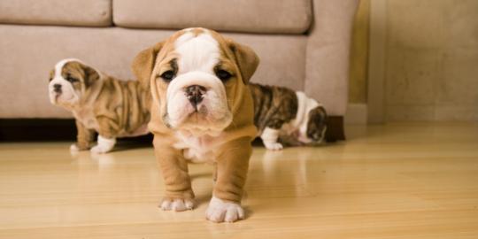 Qualit?t Englische Bulldogge Welpen mit