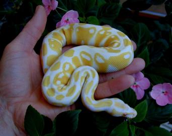 Albino und Piebald Ball Pythons zum Verk