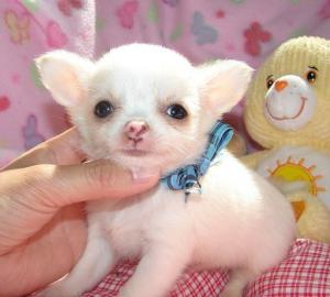 Chihuahua-Welpen zur Vermittlung