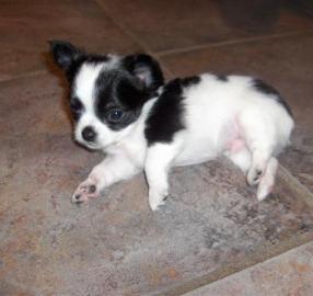 Chihuahuas mit Stammbaum.  Wir erwarten