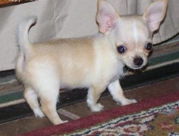 Chihuahuas mit Stammbaum.  Wir erwarten