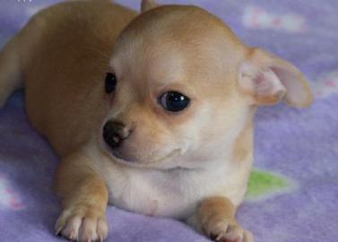 Chihuahuas mit Stammbaum.  Wir erwarten