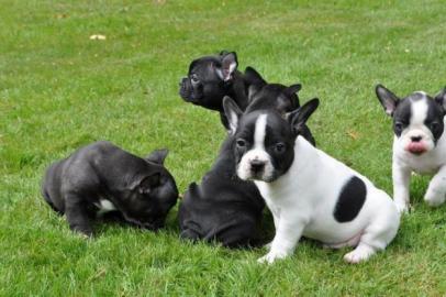 Franz?sische Bulldoggen-Welpen WhatsApp