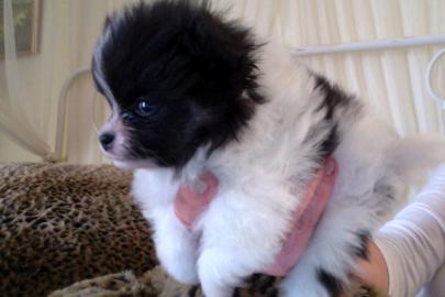 Wundersch�nen Zwergspitz / Pomeranian we