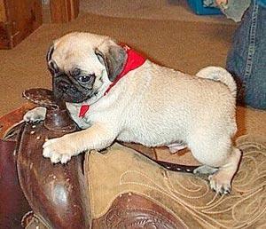 m�nnliche und weibliche Mops-Welpen