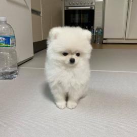 Liebevolle Teetasse Pomeranian erh?ltlic