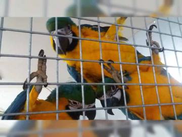 Gelbbrustara papageien suchen H�user