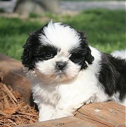 Herausragende Shih Tzu Welpen zur Verf�g