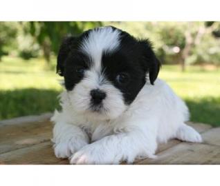 Herausragende Shih Tzu Welpen zur Verf�g