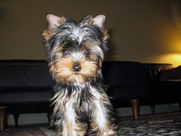 entz�ckende Yorkie Welpen ab sofort verf