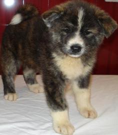 Akita Inu wunderbare Welpen
