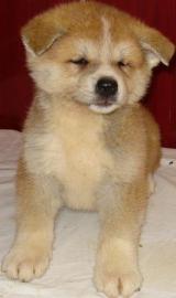 Akita Inu wunderbare Welpen