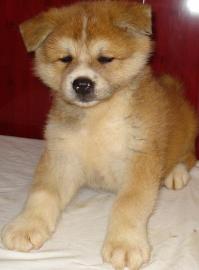 Akita Inu wunderbare Welpen