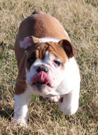 english bulldog puppy