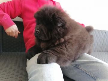 Chow Chow Welpen