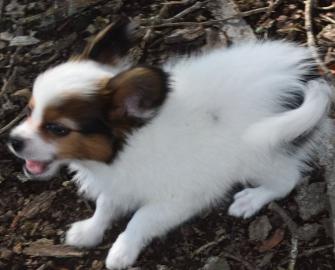 Beautiful Papillon puppies
