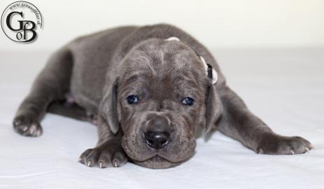 Deutsche Dogge blau Welpen mit Papiere