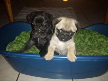 S��e Mops R�den suchen ein Zuhause!