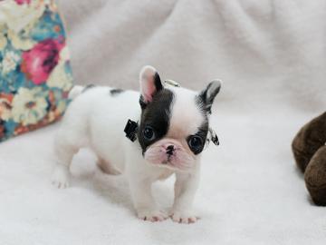 Top-Qualit�t Franz�sisch Bulldogge Welpe