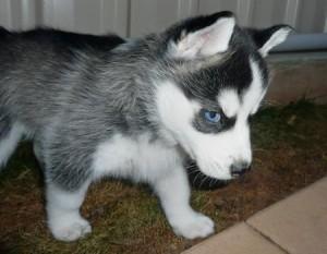 Siberian Husky-Welpen zur Vermittlung