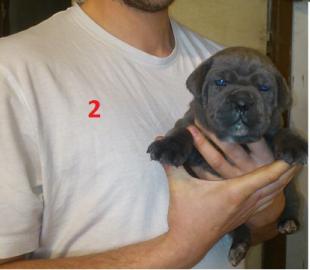 Cane Corso Hundebabys