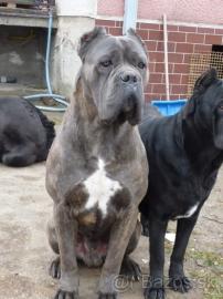 Cane Corso Hundebabys