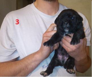 Cane Corso Hundebabys