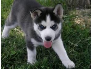 Wundersch�ne siberian husky welpen