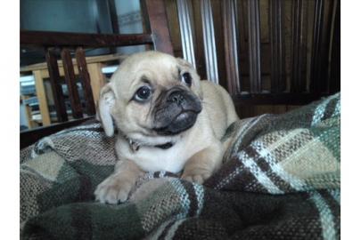 Mops Welpen ( 75%ig)
