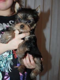 Yorkshire Terrier mit FCI papieren