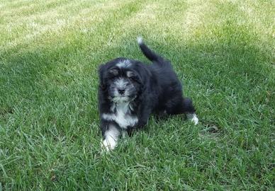 Lowchen puppies