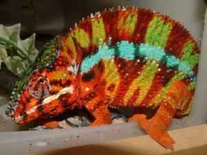 Cham�leons zum Verkauf