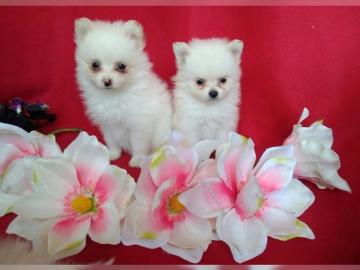 Pomeranian boo zwergspitz