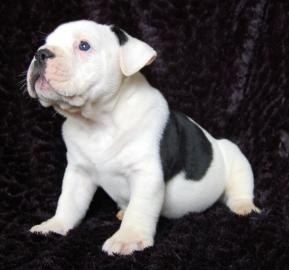 Schwarz-wei�er English Bulldog R�de (Wel