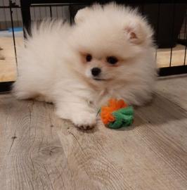 Traumhafte Pomeranian Welpen