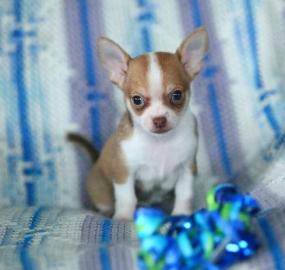 Chihuahua mini-toy 150 euros
